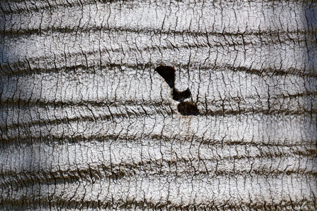 The bark of a tree is rough and has many holes. The texture of the bark is very interesting and uniqueの写真素材
