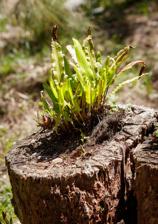 A small plant is growing out of a log. The plant is green and has leaves. The log is brown and has a rough texture. The scene is peaceful and naturalの写真素材