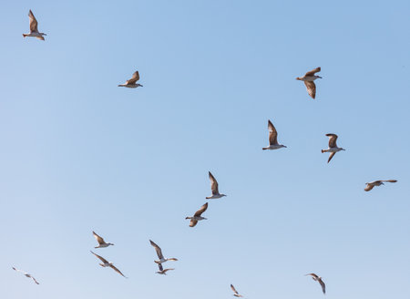 A flock of seagulls flying in the sky. The birds are in various positions and heights, creating a dynamic and lively scene. The blue sky serves as a backdrop, emphasizing the freedomの写真素材