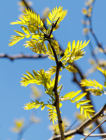 A tree with yellow leaves and a blue sky in the background. The leaves are not in full bloom, and the tree is tall and slenderの写真素材
