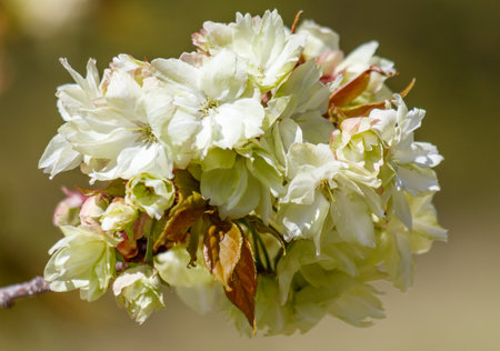 A white flower with a brown leaf is in the foreground. The flower is surrounded by other flowers and leavesの写真素材