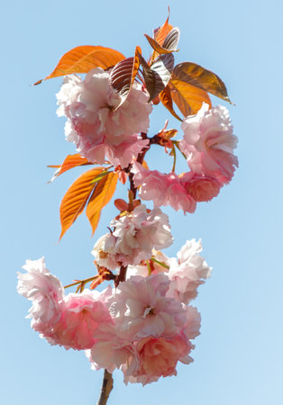 A tree with pink flowers is in the middle of a blue sky. The flowers are in full bloom and are very prettyの写真素材
