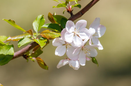 A tree branch with a few white flowers on it. The flowers are small and delicate, and they are surrounded by green leavesの写真素材