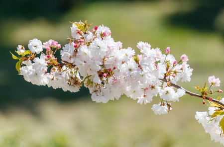 A branch of white flowers with pink tips. The flowers are in full bloom and are very prettyの写真素材