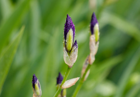 A purple flower with a green stem. The flower is in the middle of the image. The flower is surrounded by green leavesの写真素材