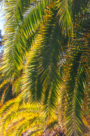 A palm tree with green leaves and yellow leaves. The yellow leaves are on the top of the tree, and they contrast with the green leaves, creating a beautiful and vibrant scene. The tree is tallの写真素材