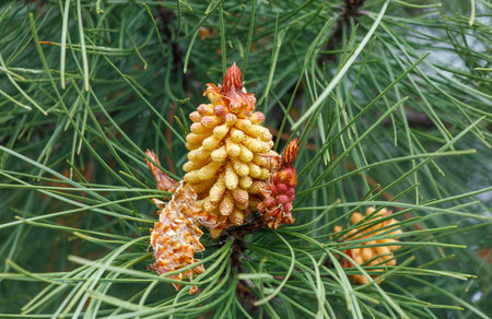 A pine tree with a cone on top. The cone is yellow and brown. The tree is green and has many branchesの写真素材