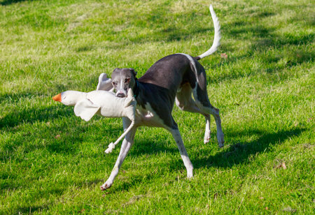 A greyhound dog is running with a white toy in its mouth. The dog is in a grassy fieldの写真素材