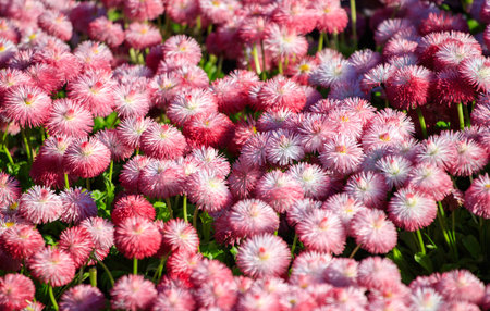 A field of pink flowers with green stems. The flowers are in full bloom and are scattered throughout the fieldの写真素材