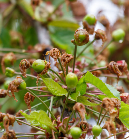 A tree with green leaves and brown fruit. The fruit is in various stages of ripeness, with some being green and others brown.の写真素材