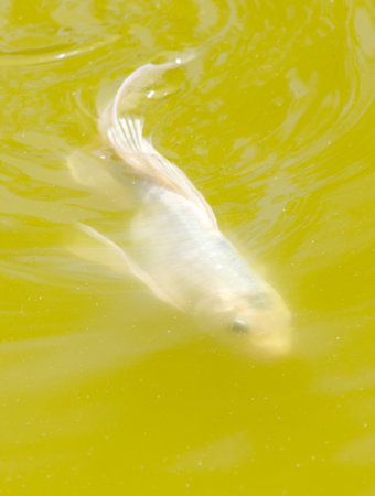 A fish is swimming in a green body of water. The water is murky and the fish is the only thing visibleの写真素材