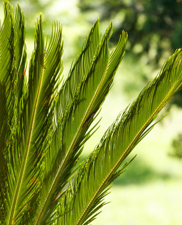 A green palm tree with long leaves. The leaves are green and have a shiny appearance. The leaves are...