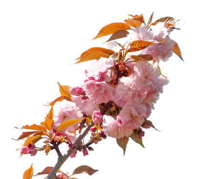 A branch of pink flowers with leaves. The branch is on a white backgroundの写真素材