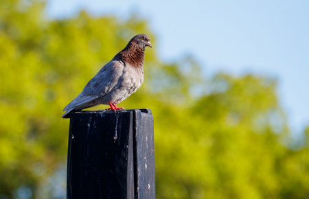 A pigeon is perched on a black pole. The bird is looking to its left. The sky is blue and clearの写真素材