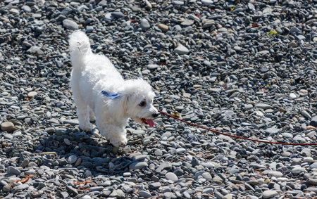 A white dog is walking on a rocky beach. The dog is wearing a blue leash and he is enjoying the walkの写真素材