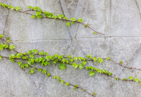 The ivy plant is growing on a wall. The leaves are green and the plant is climbing up the wallの写真素材
