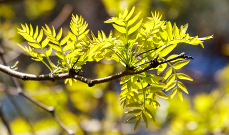A tree branch with leaves is shown in the sunlight. The leaves are green and the branch is thinの写真素材