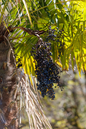 A bunch of berries hanging from a tree. The berries are dark blue and are hanging from the treeの写真素材