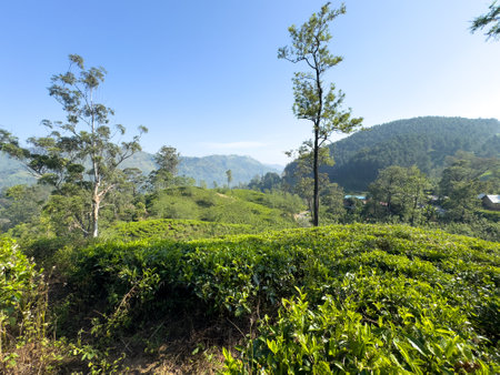 A lush green hillside with a clear blue sky. The trees are tall and the grass is shortの写真素材