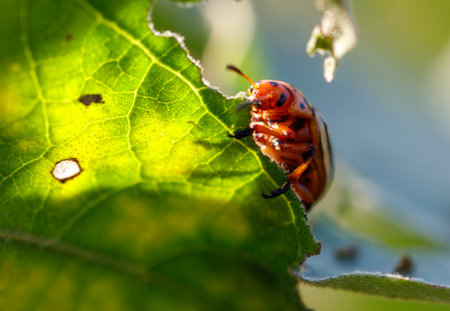A bug is eating a leaf. The leaf is green and has some spots. The bug is brown and redの写真素材
