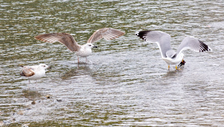 A seagull bird in flight over water.の写真素材