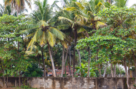 A wall of palm trees is in front of a house. The palm trees are green and tallの写真素材