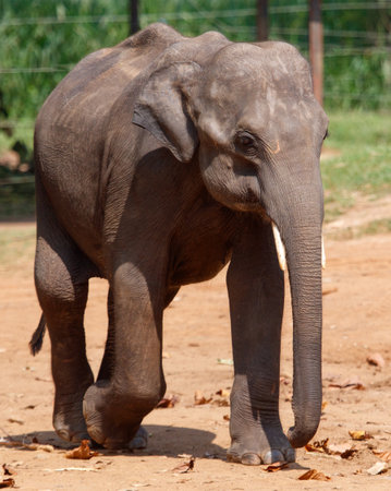 A baby elephant is walking on the ground. The elephant is small and he is in a zooの写真素材