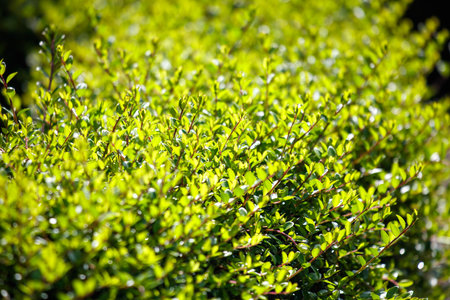 A vibrant green field of grass is filled with lush, healthy plants. The grass is tall and dense,...