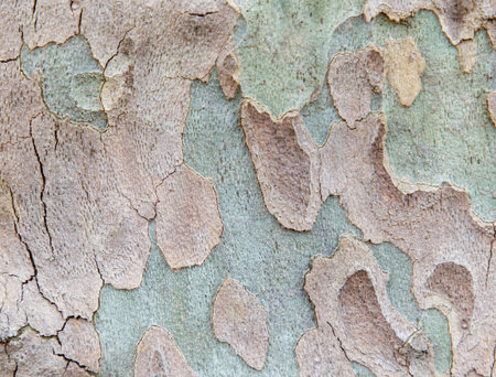 The bark of a tree has a rough, textured surface with a mix of green and brown colorsの写真素材