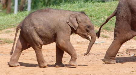 A baby elephant is walking on the ground with its trunk up. The elephant is small and he is happyの写真素材