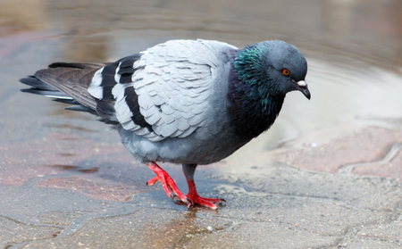A pigeon is walking on a wet surface. The bird is looking down at the ground. Concept of calmness and tranquilityの写真素材