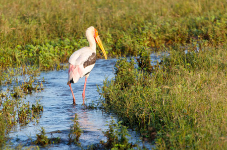 A white and black bird is standing in a pond. The bird is a pelican. The pond is surrounded by grass and the bird is looking at the cameraの写真素材