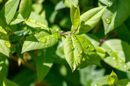 A leaf with water droplets on it. The droplets are small and scattered, giving the leaf a fresh and lively appearanceの写真素材