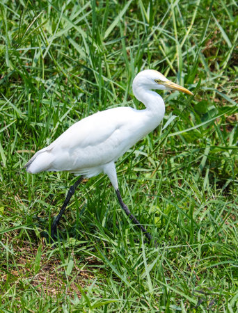 A white bird is walking through a field of grass. The bird is standing on its legs and he is looking down. The grass is tall and green, and the bird is the only one in the sceneの写真素材