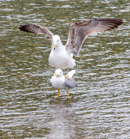 Two seagulls are standing on the water, one on top of the other. The scene is peaceful and serene, with the birds enjoying the calm watersの写真素材