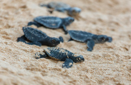 The turtles hatch from their eggs and crawl along the sand towards the ocean.の写真素材