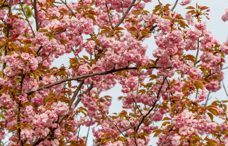 A tree with pink flowers is in the foreground. The tree is full of pink flowers and the branches are full of pink flowersの写真素材