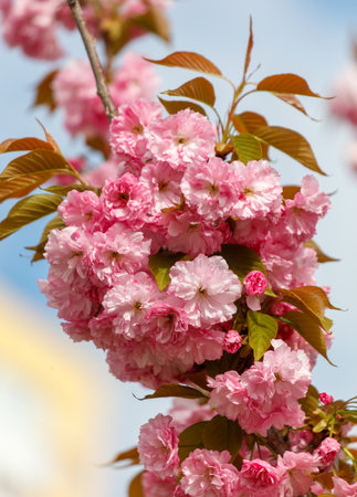 Pink sakura flowers in nature.の写真素材