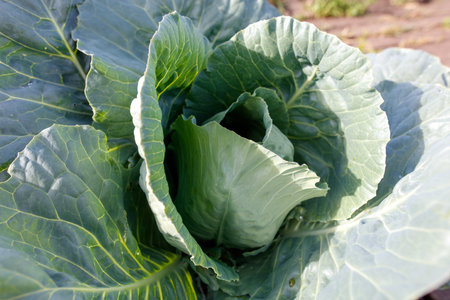 A large green head of cabbage with a stem. The cabbage is fresh and ready to be eatenの写真素材