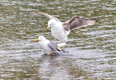 Two seagulls are swimming in the water, one of them is standing on top of the otherの写真素材