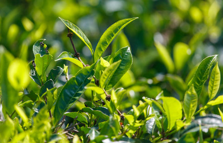 Close-up of bright green colored green Ceylon tea leaves. The leaves are full and healthy, and the plant is thriving.の写真素材