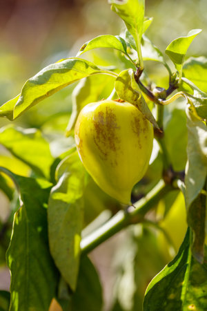 A yellow pepper is hanging from a green leaf. The pepper is ripe and ready to be pickedの写真素材