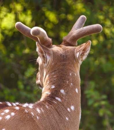 A deer with antlers on its head. The deer is brown and white. The antlers are large and pointyの写真素材