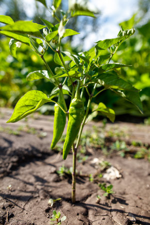 A small green pepper plant is growing in the dirt. The plant is surrounded by grass and other plantsの写真素材