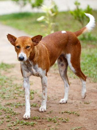 A brown and white dog is standing on a dirt path. The dog has a curious look on its faceの写真素材