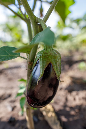A purple eggplant is hanging from a plant. The plant is green and has leaves. The eggplant is the main focus of the imageの写真素材