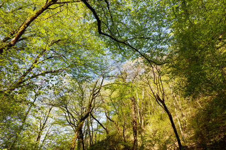 A lush green forest with tall trees and a clear blue sky. The sunlight is shining through the leaves, creating a serene and peaceful atmosphere. The trees are spread out in various directionsの写真素材