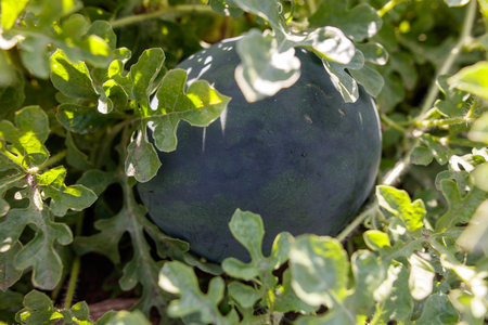 A small black watermelon is sitting on a bush. The bush is green and has leaves. The watermelon is surrounded by leaves and is not visible from the topの写真素材