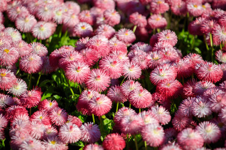 A field of pink flowers with green stems. The flowers are in full bloom and are scattered throughout...
