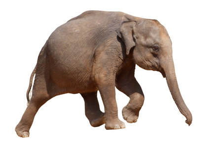 A baby elephant is walking on a white background. The elephant is small and cute. Concept of innocence and wonderの写真素材